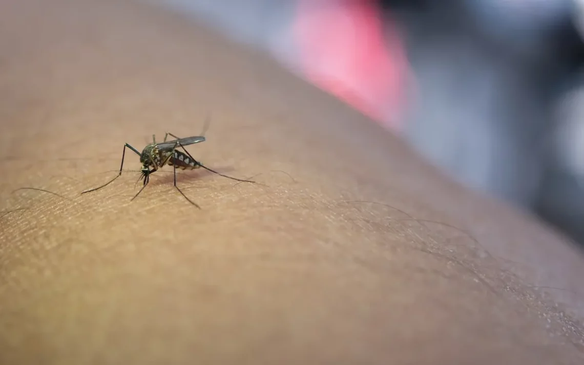 combate à dengue, epidemia de dengue