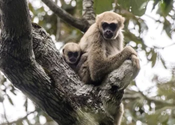 macaquinho, primata brasileiro, primata;